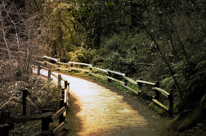 Muir Woods National Monument